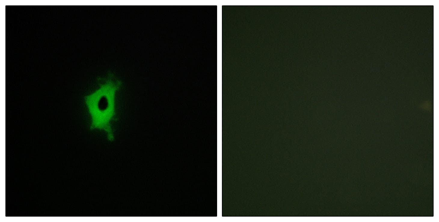 LGALS2 / Galectin 2 Antibody