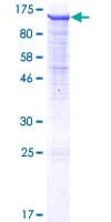 Human PCDHGB2 Protein (Recombinant GST)