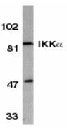 Polyclonal Rabbit anti-Human CHUK / IKKA / IKK Alpha Antibody (IF, WB)