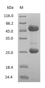 Mouse IgG Protein (Native)