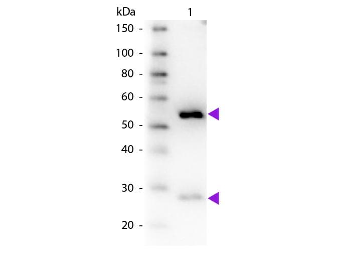 Donkey Anti-Guinea Pig IgG Secondary Antibody (Biotin)
