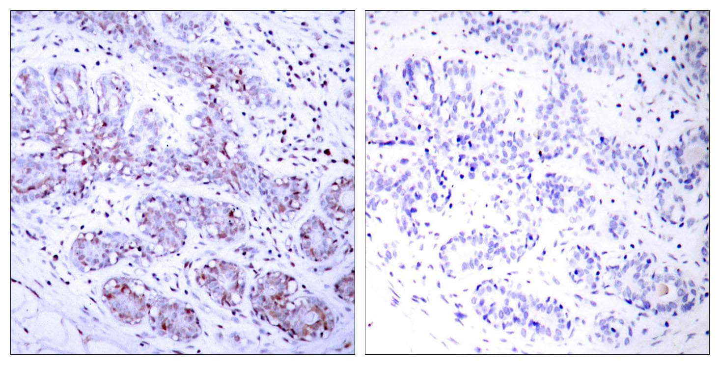 STAT4 Antibody (p693)