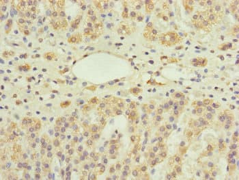 UXT Antibody