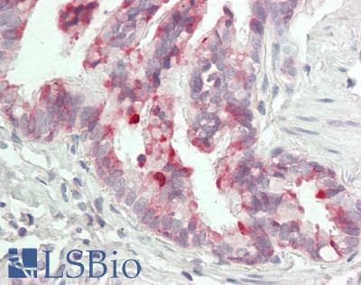 IHC-plus™ Monoclonal Mouse anti-Human BPIFB1 Antibody (clone 2A5, IHC, IF, WB)