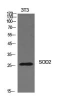 SOD2 / Mn SOD Antibody