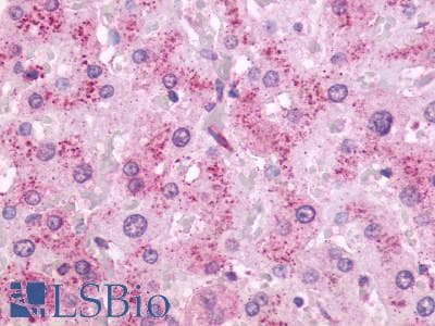 PathPlus™ OXER1 Antibody (C-Terminus)