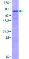 Human SIGLEC6 Protein (Recombinant GST)