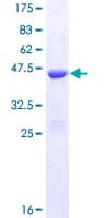 Human CALB2 / Calretinin Protein (Recombinant GST)