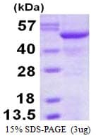 Human BAP / SIL1 Protein (Recombinant His)