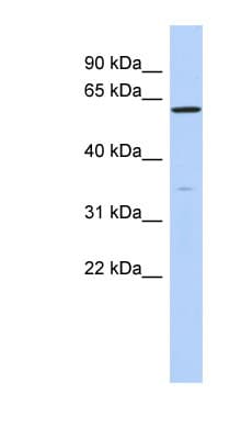 ZNF431 Antibody (N-Terminus)