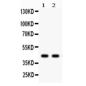 SGCA / DAG2 Antibody (aa24-387)