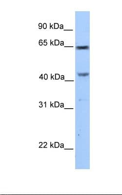 CCDC60 Antibody (aa470-519)