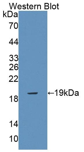 ERP29 Antibody (aa42-173)