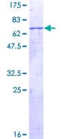 Human HYAL3 Protein (Recombinant GST)