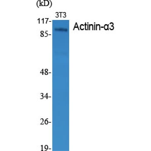 ACTN3 Antibody (10-90 aa, N-terminal)