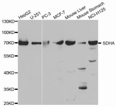 IHC-plus™ SDHA Antibody