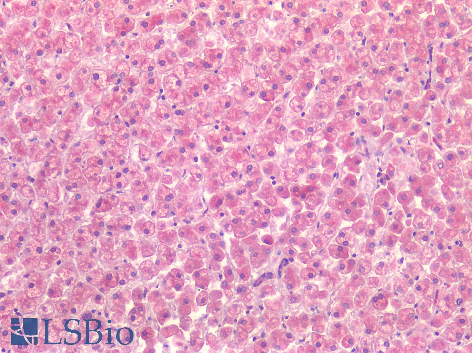 PathPlus™ CALCRL / CGRP Receptor Antibody (Cytoplasmic Domain)