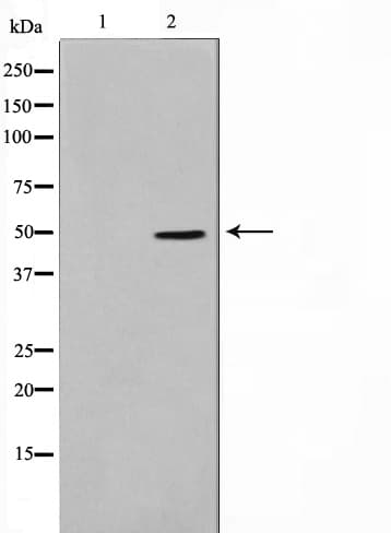 SERINC1 Antibody
