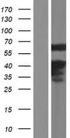 CREB5 Protein (Over-Expression Lysate Myc-DDK (Flag))