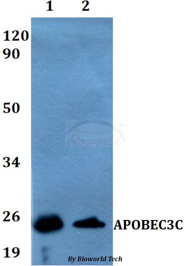 IHC-plus™ APOBEC3C Antibody