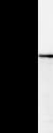 FMNL1 Antibody (clone 2369E4a)