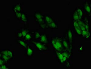 ZNF695 Antibody