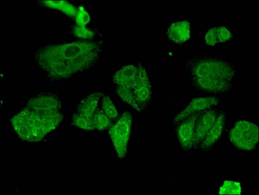 ESPL1 / Separase Antibody