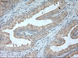 USP13 Antibody (clone OTI4G11)
