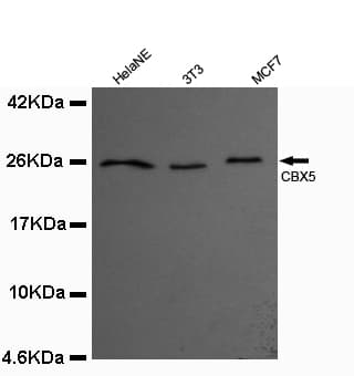 CBX5 / HP1 Alpha Antibody