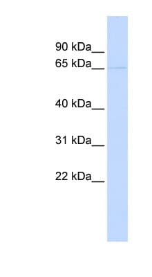 KCNV2 / Kv11.1 Antibody (aa36-85)
