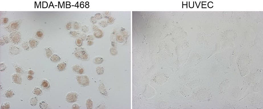 GATA3 Antibody (aa155-443, clone OTI8E11)