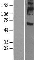 Prominin 2 / PROM2 Protein (Over-Expression Lysate Myc-DDK (Flag))