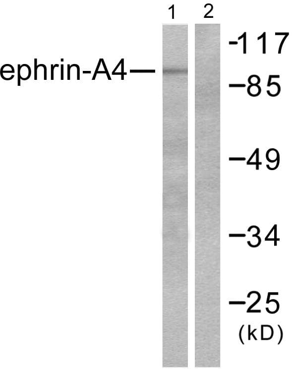 EFNA4 / Ephrin A4 Antibody