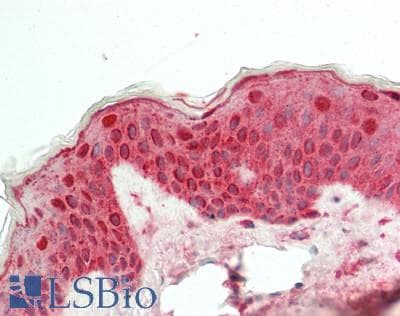 IHC-plus™ SFN / Stratifin / 14-3-3 Sigma Antibody