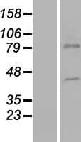 SLC44A5 Protein (Over-Expression Lysate Myc-DDK (Flag))