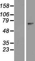 ZNF549 Protein (Over-Expression Lysate Myc-DDK (Flag))