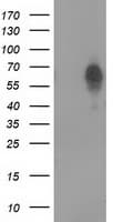 VMD2L3 / BEST3 Antibody (clone OTI3D7)