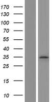 TSSK3 / STK22C Protein (Over-Expression Lysate Myc-DDK (Flag))