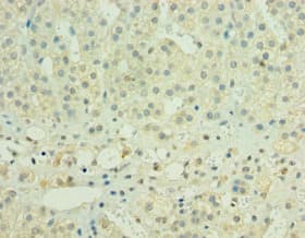 HYLS1 Antibody (aa70-299)