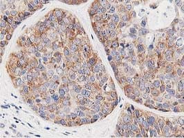 LCMT1 Antibody (clone OTI4A5, Carrier-free)