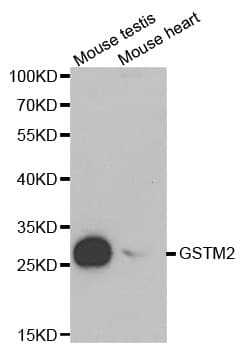 GSTM2 Antibody