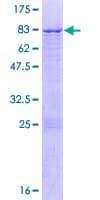 Human NUP54 Protein (Recombinant GST)