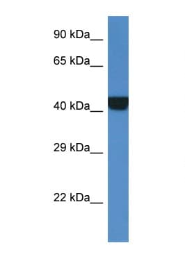 PRKAR2A Antibody (aa185-234)