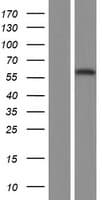 TFCP2 / CP2 Protein (Over-Expression Lysate Myc-DDK (Flag))