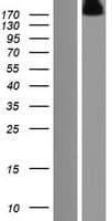 RUSC2 Protein (Over-Expression Lysate Myc-DDK (Flag))