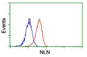 NLN / Neurolysin Antibody (clone OTI1D6)