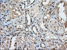 PDE4A / PDE4 Antibody (clone OTI7B11)