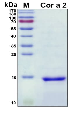 Corylus avellana Cor a 2 Protein (Recombinant His, N-Terminal)