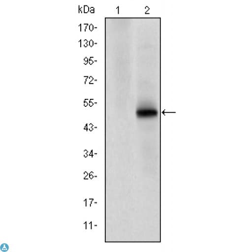 CDK9 Antibody
