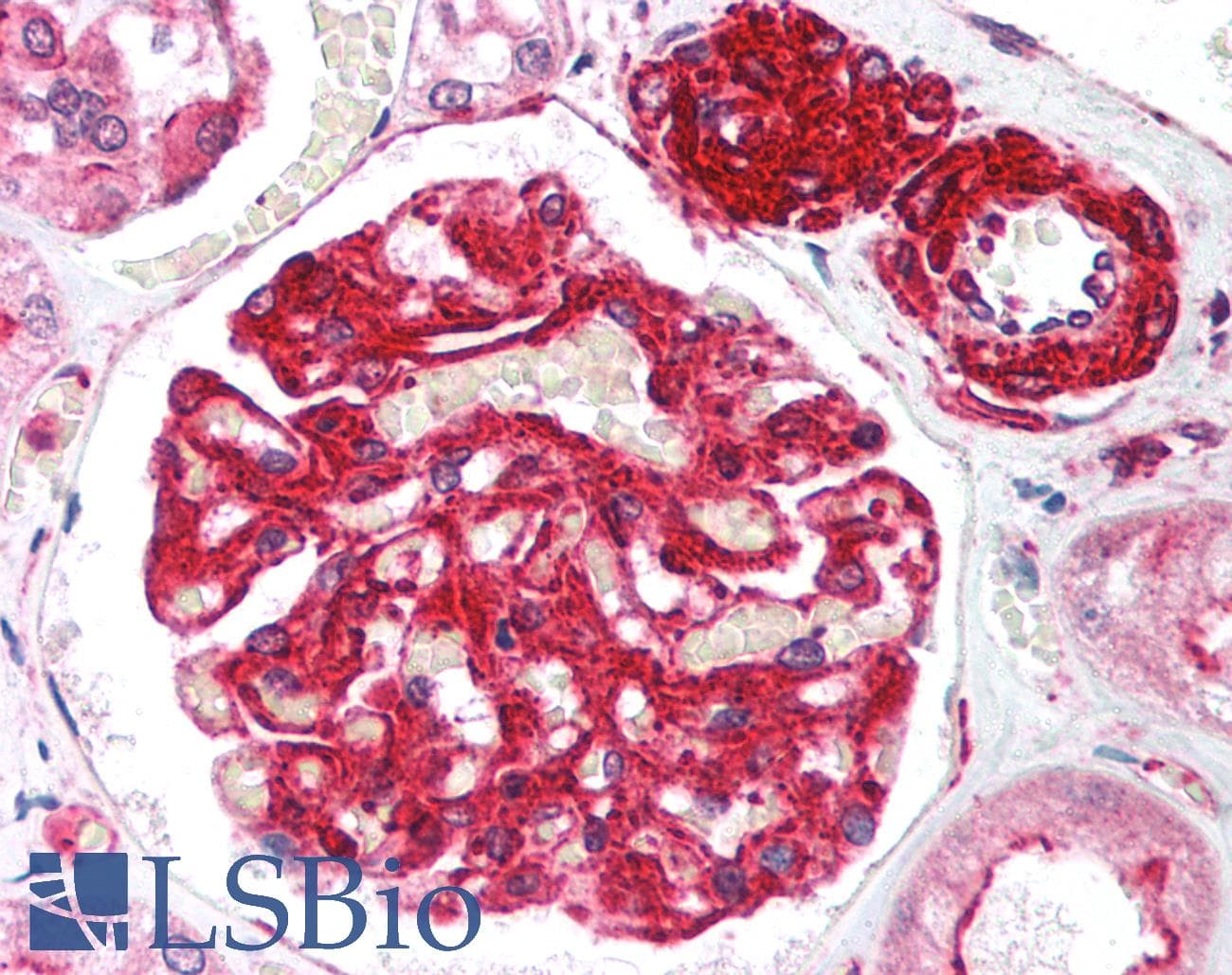 IHC-plus™ RIF1 Antibody (aa2375-aa2419)